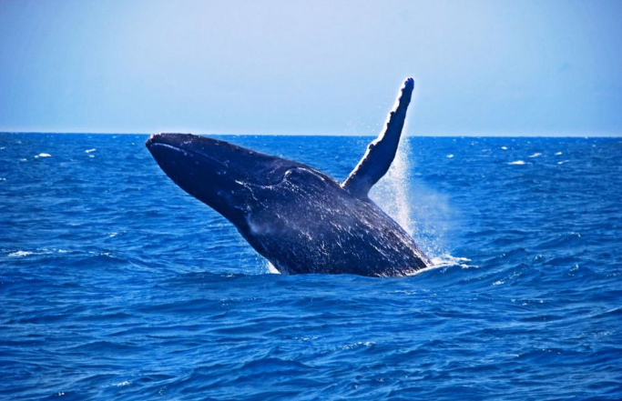 Observação de Baleias