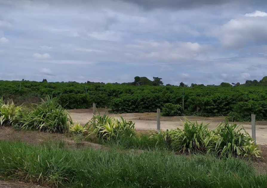 Parque Nacional do Pau Brasi